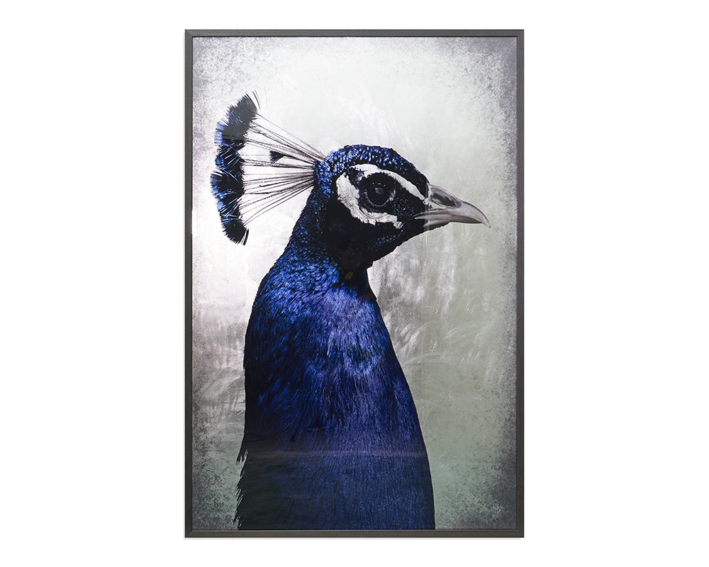 The Peacock