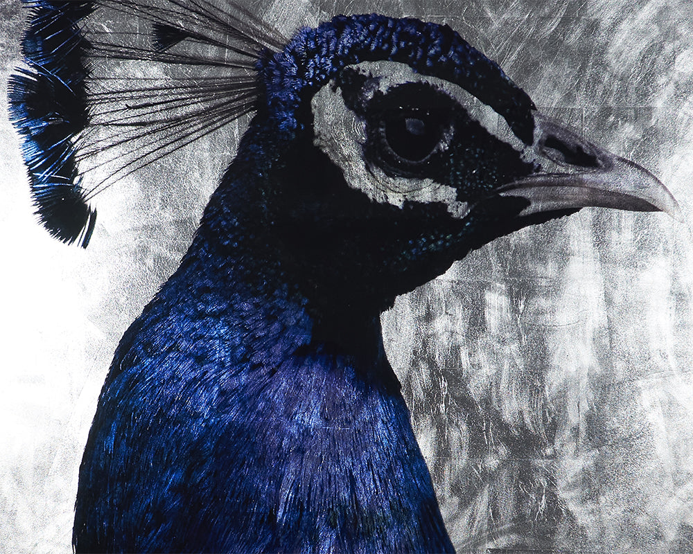 The Peacock